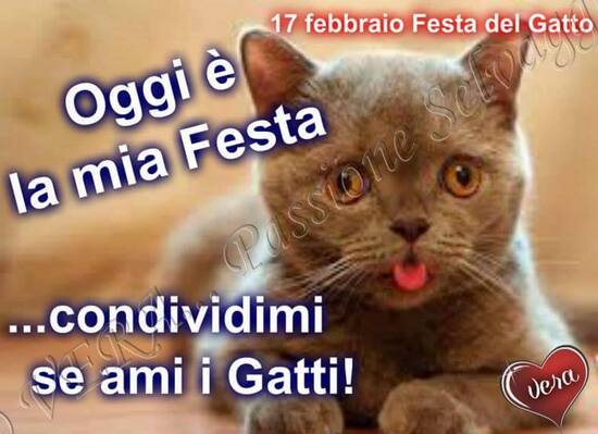 "Oggi è la mia Festa... Condividimi se ami i gatti..."