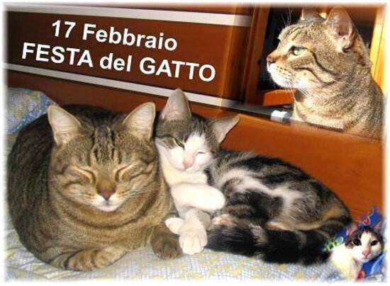 "17 Febbraio Festa del Gatto"